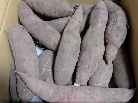 【火山の麓の大自然で育ちました】紅はるか3ｋｇ(箱入)　10月以降～発送予定！　熟成期間１ヶ月超！　さつまいも！　栽培期間中農薬不使用！　べにはるか！