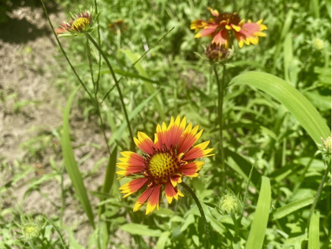 【15本】ルドベキア　あまり馴染みがない、まるで茶色のコスモスのような、茶色のひまわりのような鮮やかな花