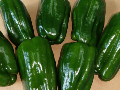 採れすぎて大特価！！信州産ピーマン１㎏（約32個前後）