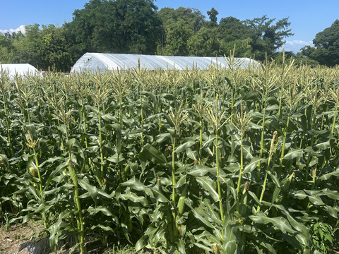 🌽【朝採れ・農家直送】訳あり 長野県産 甘々娘 15〜20本 クール便発送 家庭用