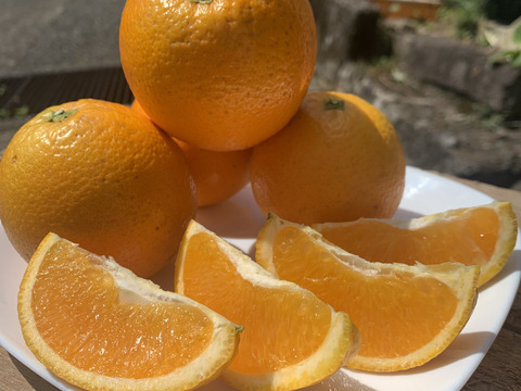 【news every.で紹介】バレンシアオレンジ 10kg｜サクッと食感！爽やかな香りのオレンジ🍊