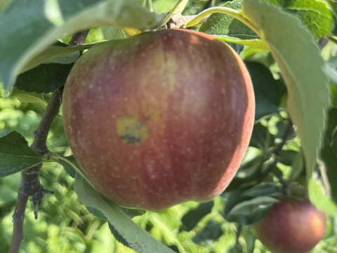 濃厚な味！！当農園人気No.3秋映　５Kg
A-k5