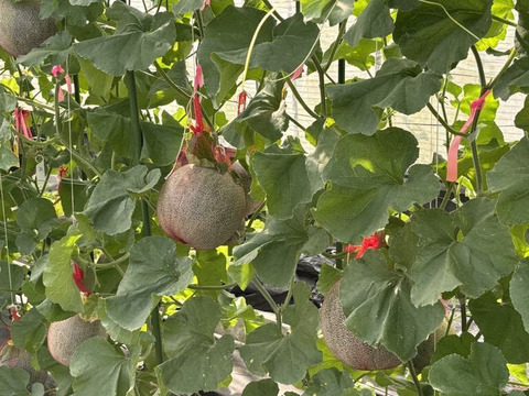 至高の自然栽培メロン超特大3kg