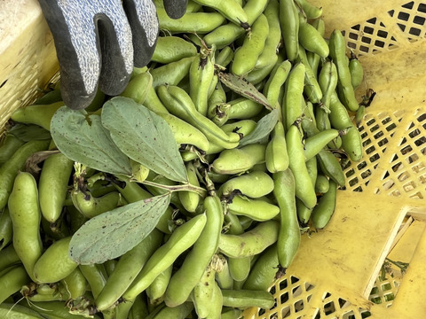湘南産朝採れそら豆1.5キロ