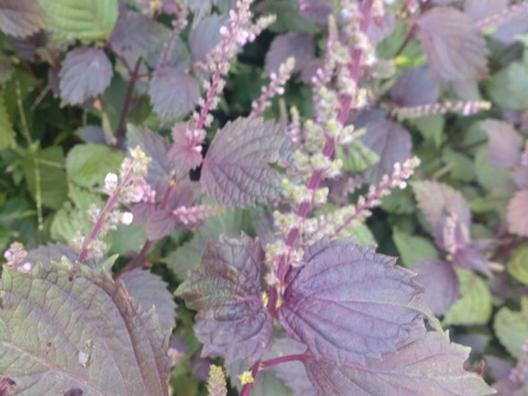 赤紫蘇の実の小枝、30本（※10cmほどの短い小枝☆赤紫蘇の実は生薬で「蘇子」と言われます☆🏣ゆうパック