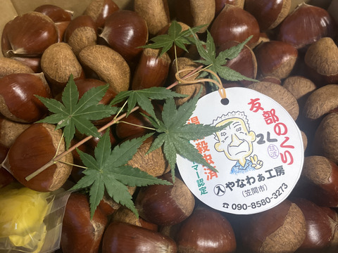 笠間の栗２Lサイズ×２kg（温湯殺虫済み）