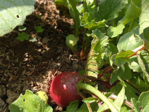 【まとめ買い用】ラディッシュ🌿はつか大根🌿５個セット🌿