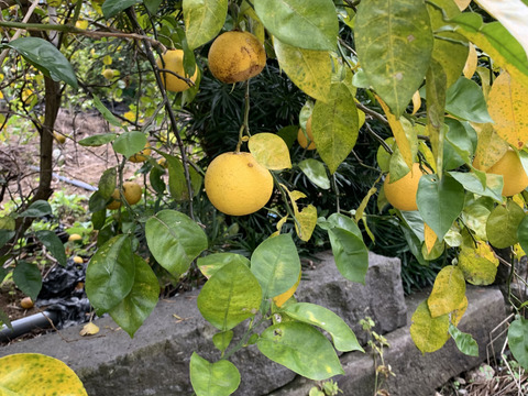 熊本県産農薬不使用柚子1.4kg