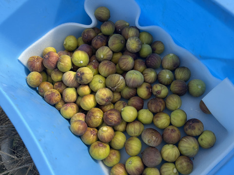 THE FIG ～皮ごと食べれるいちじく～