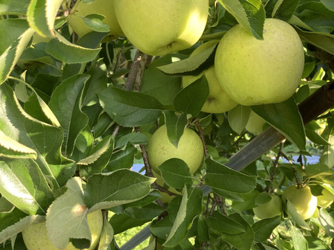 10月25日頃収穫！家庭用訳あり王林5キロバラ詰め　りんご　農薬半減栽培で安心安全！