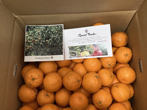 Mini ☆豊作記念セール☆【小玉（Sサイズ）で濃厚】熟成　今津ポンカン9kg