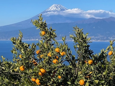 手むき　究極のみかんジュース【２本セット】　無添加100％