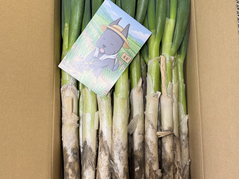 🌿 今季ラスト・訳ありお得便 🌿
数量限定／売り切れ次第終了。深谷ネギ/泥付、サイズ色々！ 5kg