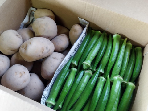 丸オクラとじゃがいもセット【農薬・化学肥料 不使用】ファミリー向け
