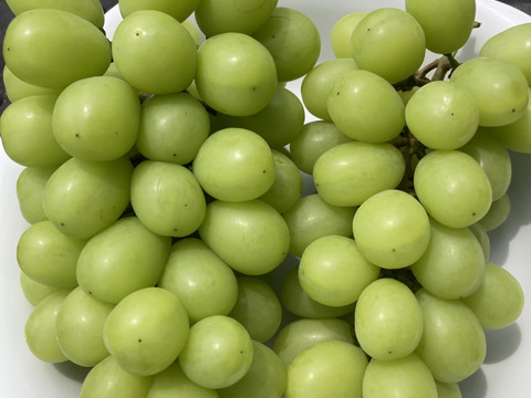 シャインマスカット　2kg シャインマスカット 2kg 産地直送【送料込み】 – MILKBAR online