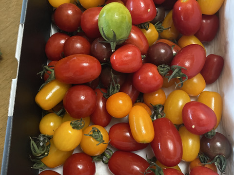 樹上完熟！カラフルミニトマトセット（1.5kg）【夏ギフト