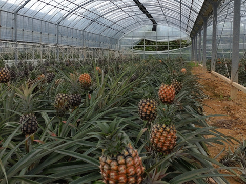 新品種！ホワイトココ2玉(お試し・1.5kg）