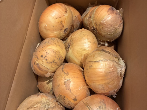 最終数量限定セール！！納豆菌栽培淡路島産　新玉ねぎ大玉10ｋｇ　兵庫認証品（残留農薬不検出）