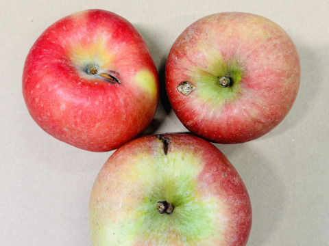 【在庫限り!!】「訳あり・お買い得!!バラ詰めのこうとく !! 」約３Kg青森県産 数量限定 高徳 りんご『話題のリンゴはここみつけたら即買いをお勧めします!!』なるべく蜜入り 有識者が選びました