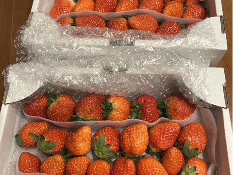 （３月発送）２箱セット
トクトク🍓いちごの宝石箱
朝摘み完熟❤️酵素栽培の
こだわりいちご食べ比べ