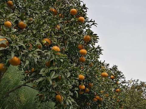 千葉南房総の甘夏　お買い得品
4.5kg箱入り　農薬不使用