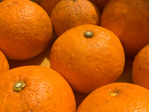 おまけ&レシピ付き！熟すと甘〜いグリーンキウイ！みつばちキウイ®中玉450g＋甘夏1個〈農薬・化学肥料不使用〉