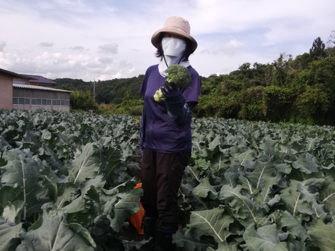 朝どれ ブロッコリー 約３Kg  ３Ｌサイズ ６個入り 収穫当日出荷