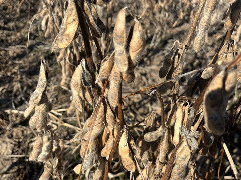 大豆（里のほほえみ）２kg農薬不使用•無施肥