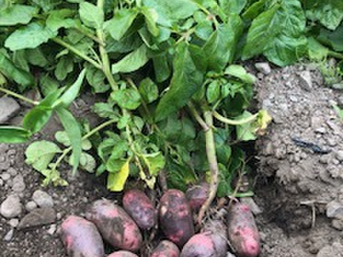 安心安全！『グランドペチカ３kg』M～Ｌサイズ