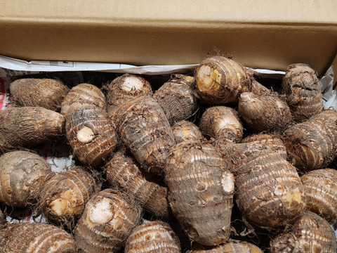 里芋 1kg☆里芋の産地で採れた美味しい里芋☆農薬も化学肥料も