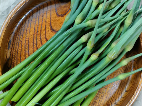 【京都産　農薬不使用・無臭】にんにくの芽　1kｇ