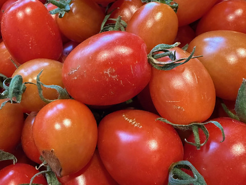 【訳あり・加工用】アイコトマト｜加熱で旨みが出やすいミニトマト｜ソース・煮込み向け 1kg