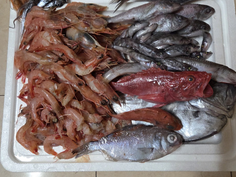 【魚ガチャ】欲張って2袋！何が入っているかわからない［未利用魚］おかず