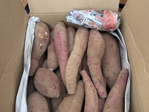 食べ頃サイズ❣️極甘　さつまいも
 千葉香取市産【紅はるか】2.8kg S/SSサイズ