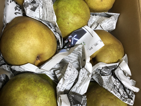 【山形県産】西洋梨「ラフランス」訳あり 3kg（7～10玉）
