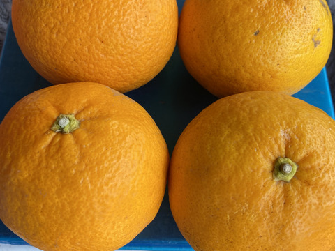 自然栽培 甘夏〈サイズはS、味はセレブ　値段は下町〉10kg  ホームメイド酵素ジュースにご利用ください。