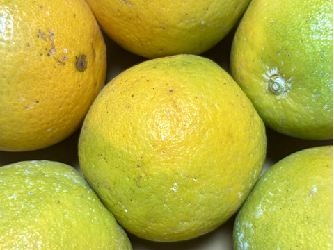 お試し1㎏とみこばぁばのバレンシアオレンジ【希少種】