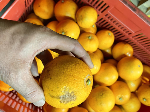 フレッシュ果汁の国産白柳ネーブルオレンジ【家庭用】1kg