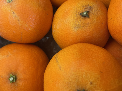 プルプルジューシー！！まどんな(訳あり) 3キロ