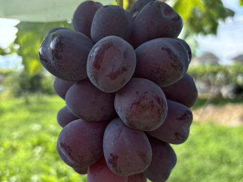 ☆富士の輝☆ 家庭用２房　１４００グラム