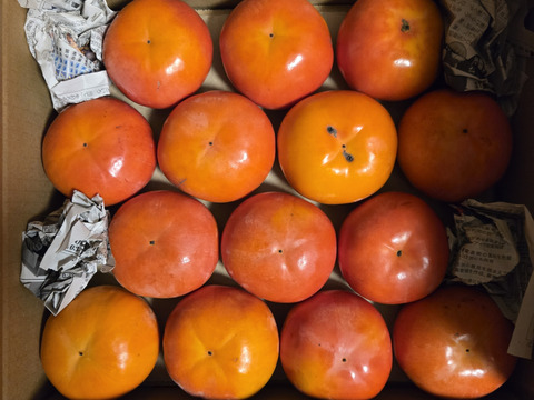 和歌山県産富有柿（家庭用）L.2Lサイズ14個〜16個　※贈答用には向きません