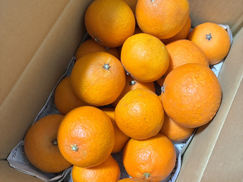 【味に自信あり　3k箱　愛媛のまどんな 　ゼリーのような食感　愛果28号　除草剤使用無 万田酵素散布】