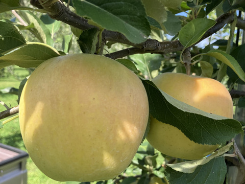 シャキッと甘い 青森県産完熟葉とらずトキりんご 5kg（15個前後）贈答、ギフト、家庭用にも