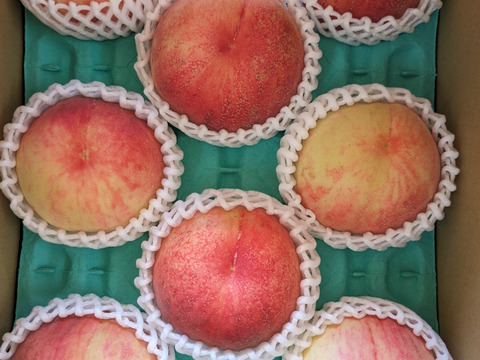 【夏ギフト】なつおとめ池多桃（10・9・8・7玉）