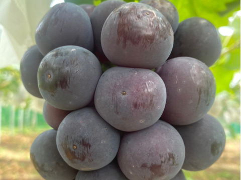 岡山県産【訳あり✨2色セット💚🖤】タイム価格✨シャインマスカット&オーロラブラック2kg