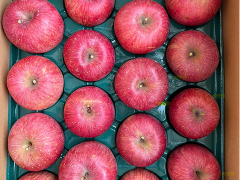 【正規規格品】サンふじ　約5kg(送料別)