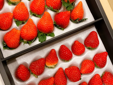 【大容量2トレー】おうちでワイワイ！家庭用＆加工用イチゴ【訳あり３人分】【いちご食べ比べ】