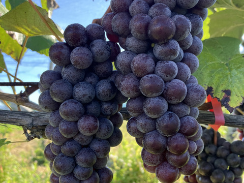 冬ギフト　青森の奇跡のぶどうスチューベン特秀2kg