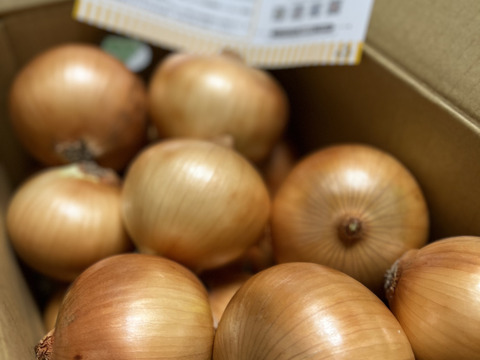 【お陰様でリピーター様多数！】淡路島玉ねぎ「中生種」５kg　特別栽培　ひょうご安心ブランド認証取得