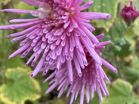 【2026年度予約商品】山形伝統野菜 紫食用菊"嫁の顔"150g遊佐町在来種